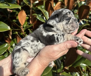 French Bulldog Puppy for sale in ANNAPOLIS, MD, USA