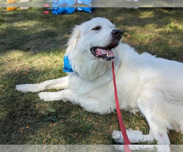 Medium Photo #11 Great Pyrenees Puppy For Sale in Germantown, OH, USA