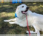 Small Photo #11 Great Pyrenees Puppy For Sale in Germantown, OH, USA
