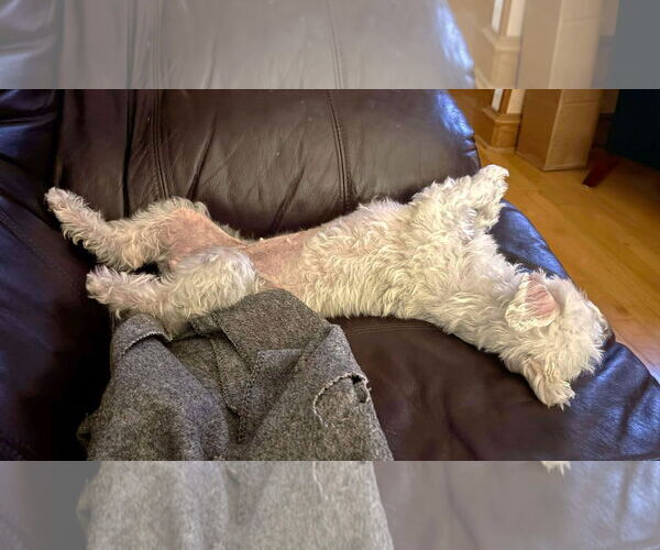 Medium Photo #8 Maltese Puppy For Sale in Boonton, NJ, USA