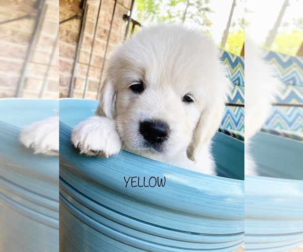 Medium Photo #19 English Cream Golden Retriever Puppy For Sale in HOCKLEY, TX, USA