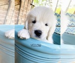 Small Photo #19 English Cream Golden Retriever Puppy For Sale in HOCKLEY, TX, USA