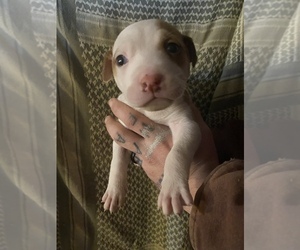 American Pit Bull Terrier Puppy for sale in LURAY, VA, USA
