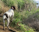 Small #8 German Wirehaired Pointer