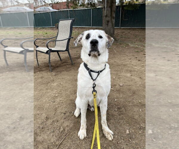 Medium Photo #5 Great Pyrenees-Unknown Mix Puppy For Sale in Brewster, NY, USA