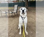 Small #4 Great Pyrenees Mix