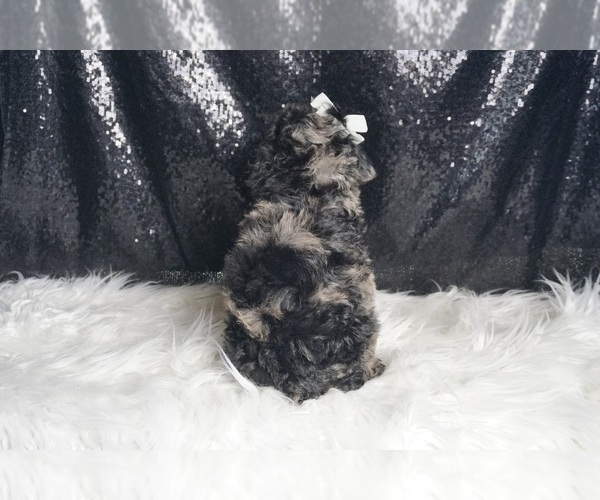 Medium Photo #7 Poodle (Toy) Puppy For Sale in WARSAW, IN, USA