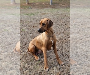Mother of the Rhodesian Ridgeback puppies born on 02/26/2026