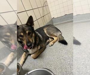 German Shepherd Dog-Unknown Mix Dogs for adoption in Pasadena, TX, USA