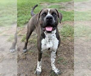 Mutt Dogs for adoption in Riverside, CA, USA