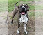 CHECKERS - Male Mutt Dog for Adoption - Small photo