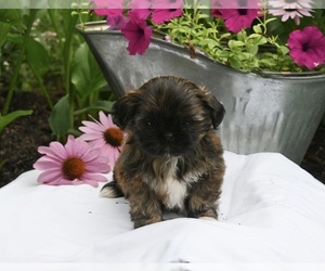 Shih Tzu Puppy for sale in MILLERSBURG, OH, USA