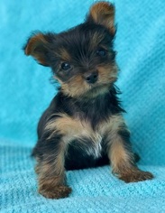 Yorkshire Terrier Puppy for sale in SAYBROOK, IL, USA