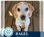 Small #3 Beagle Mix