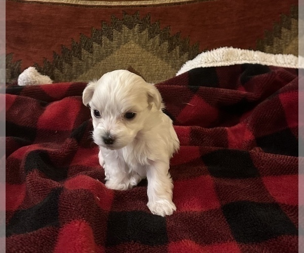 Medium Photo #6 Havanese Puppy For Sale in WICKENBURG, AZ, USA