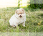 Small Photo #10 Pomeranian Puppy For Sale in WARSAW, IN, USA