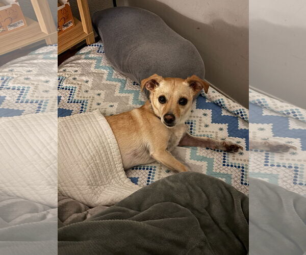 Medium Photo #9 Mutt Puppy For Sale in Philadelphia, PA, USA
