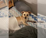 Small #8 Mutt