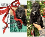 Puppy Gray Boy Aussiedoodle