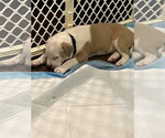 Small #1 Mutt
