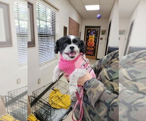 Shih-Poo Dogs for adoption in Mooresville, NC, USA