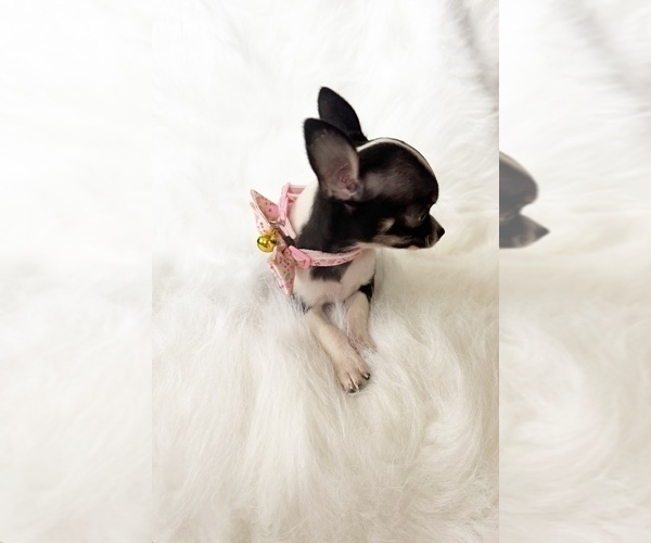 Medium Photo #9 Chihuahua Puppy For Sale in SACRAMENTO, CA, USA