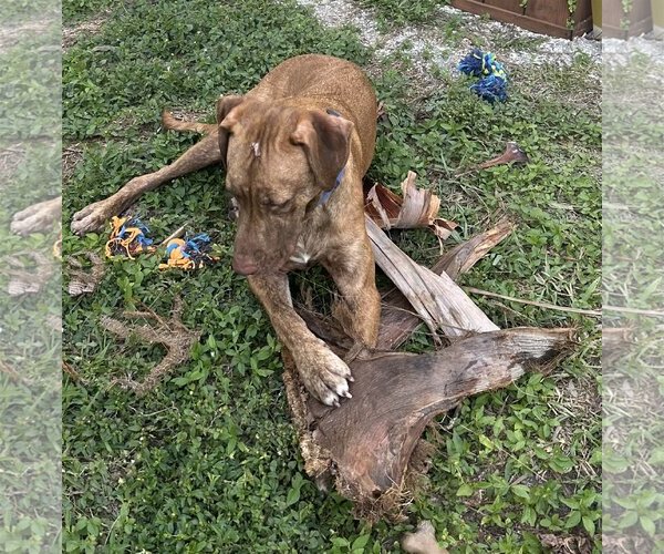 Medium Photo #6 Catahoula Leopard Dog Puppy For Sale in Royal Palm Beach, FL, USA