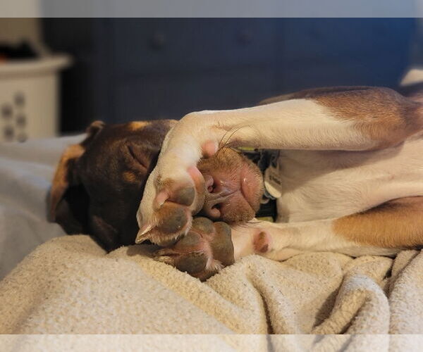 Medium Photo #9 Chiweenie Puppy For Sale in Crystal, MN, USA