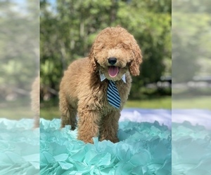 Goldendoodle (Miniature) Puppy for sale in KISSIMMEE, FL, USA