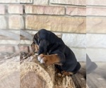 Small Photo #3 Bloodhound Puppy For Sale in CROSSVILLE, AL, USA