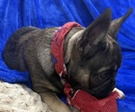 Small #4 French Bulldog