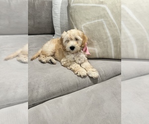 Goldendoodle (Miniature) Puppy for sale in CORONA, CA, USA