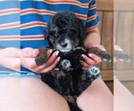 Small #2 Bernedoodle (Miniature)