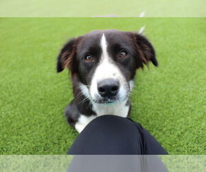 Collie-Unknown Mix Dogs for adoption in Chestertown, MD, USA