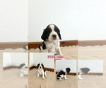 Puppy Pink Girl English Springer Spaniel