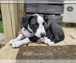 Small #18 Mutt