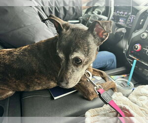 Tina - Female Italian Greyhound-Unknown Mix Dog for Adoption - Photo #2