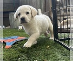 Small #15 Labrador Retriever