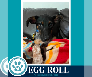 Feist Terrier-Unknown Mix Dogs for adoption in Kimberton, PA, USA