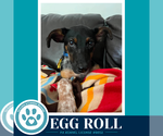 Small Feist Terrier Mix