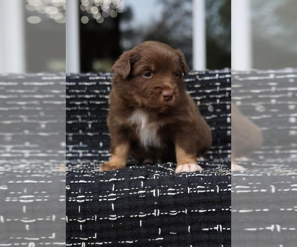 Medium Photo #8 Miniature American Shepherd Puppy For Sale in DAWSON, GA, USA