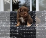 Small #7 Miniature American Shepherd
