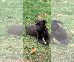 Mr. Boombastic - Male Mutt Dog for Adoption