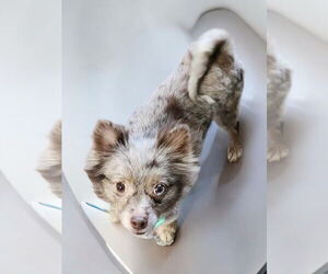 Australian Shepherd-Chihuahua Mix Dogs for adoption in Cromwell, KY, USA