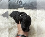 Small #66 Bernedoodle