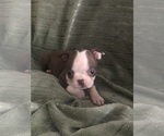 Puppy 2 Boston Terrier