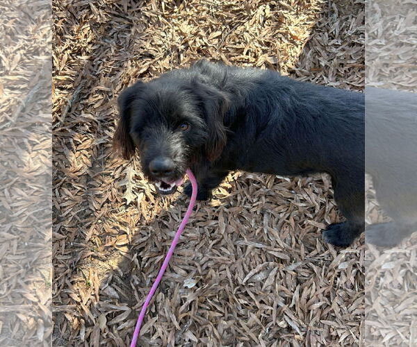 Medium Photo #2 Cocker Spaniel-Unknown Mix Puppy For Sale in Monticello, MS, USA