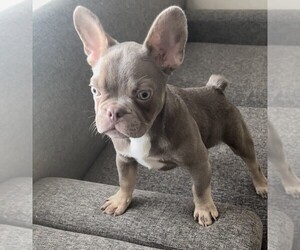 French Bulldog Puppy for sale in SAN FRANCISCO, CA, USA