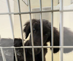 Labrador Retriever-Unknown Mix Dogs for adoption in Fremont, CA, USA