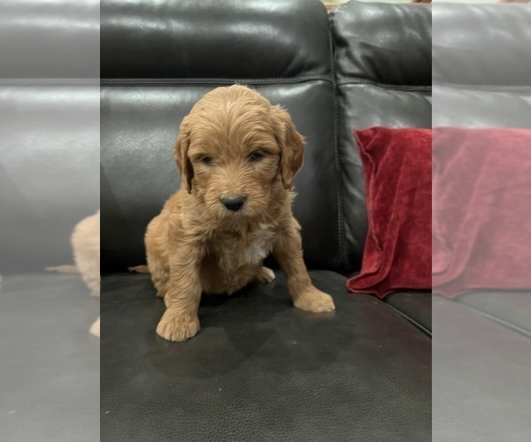 Medium Photo #9 Goldendoodle Puppy For Sale in CEDAR HILL, TX, USA